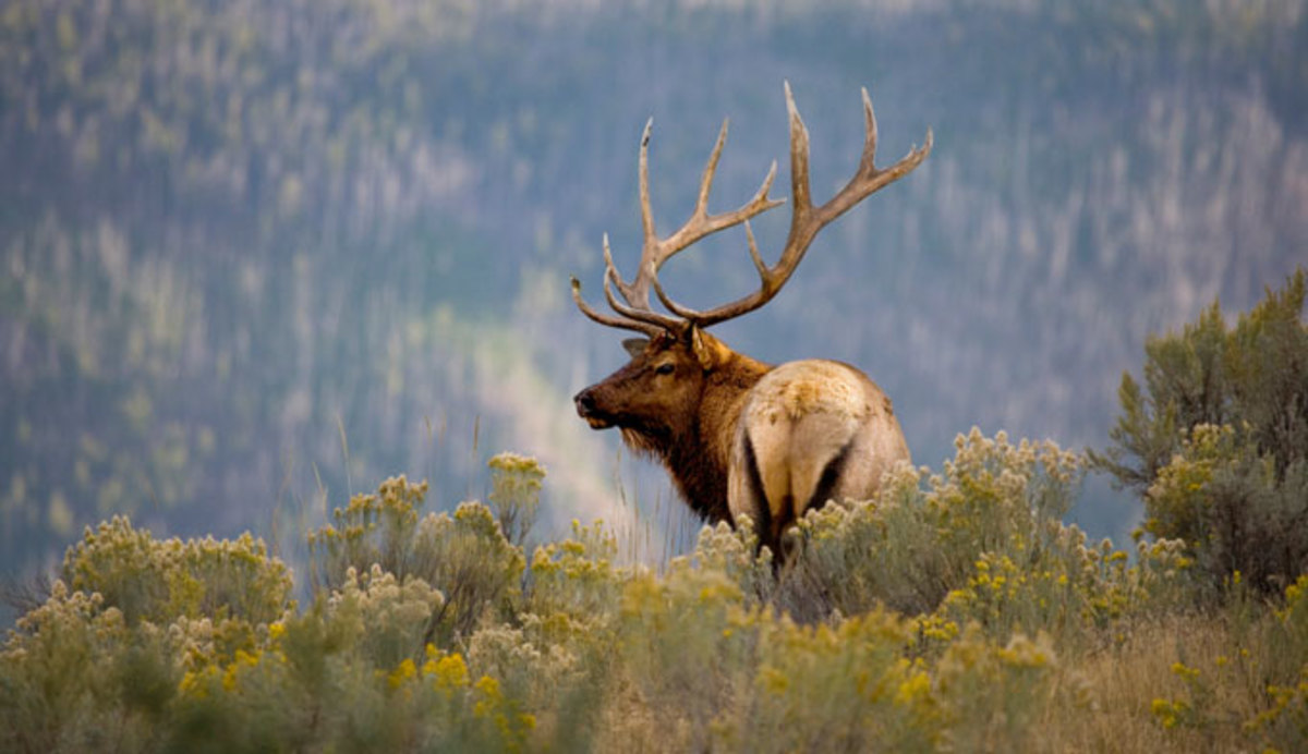 Elk in nature